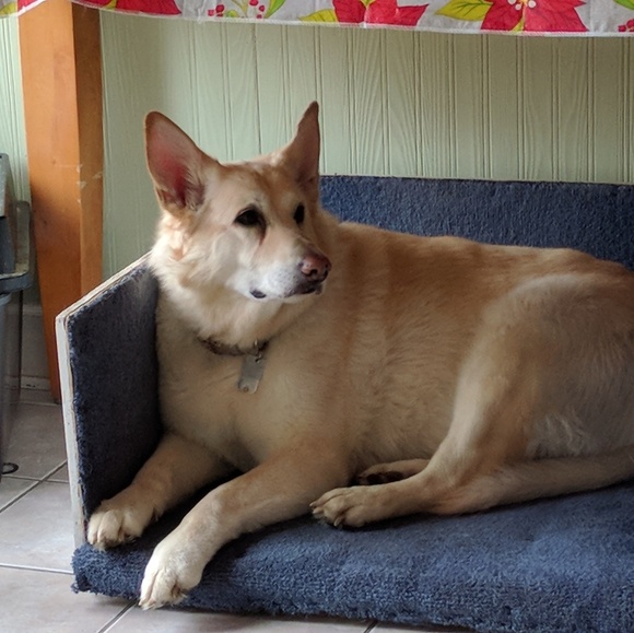 Meet your Posher, Tiny - Picture 2 of 4